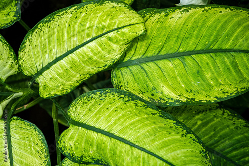 Green leaves of dieffenbachia plant