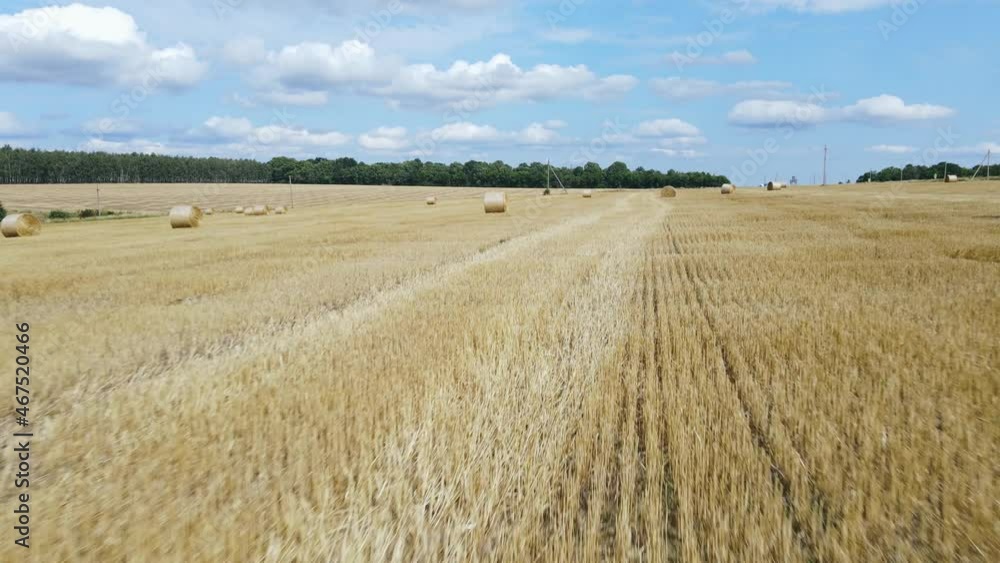 Rolls of golden haystacks on the farm field. Harvesting wheat in summer Rolls of golden haystacks on the farm field. Harvesting wheat in summer