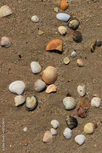 
Some conches in the sand on the beach in the Algarve