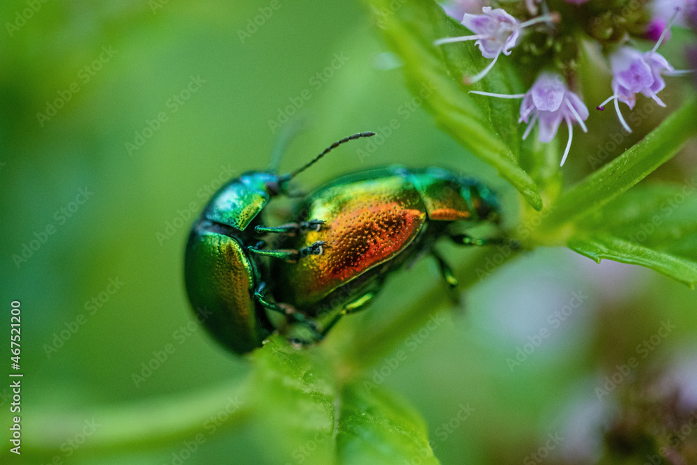 Pair of metallic green beetles in cop, in the family Chrysomelidae, the leaf beetles Pair of metallic green beetles in cop, in the family Chrysomelidae, the leaf beetles
