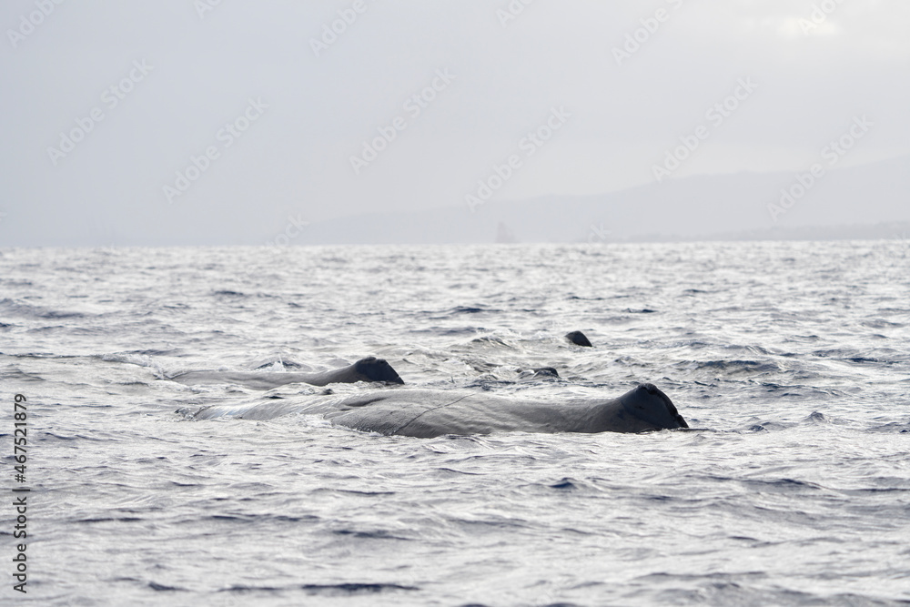 Obraz premium Dorsal fin of sperm whale on surface. Whales in Indian ocean. Marine life.