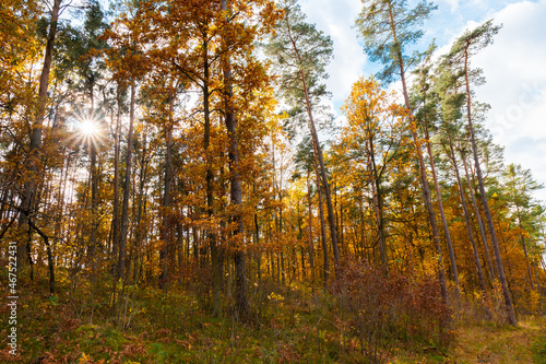 Fototapeta Naklejka Na Ścianę i Meble -  Słońce prześwitujące przez kolorowe jesienne drzewa.