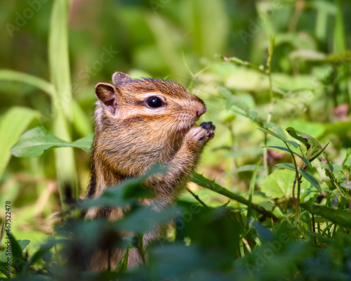 a chipmunk looks out of the green grass, raising its paws, close-up