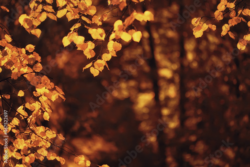 Fotografie abstract autumn fall background leaves yellow nature october wallpaper seasonal