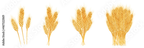 Set of wheat ears ripe, spikelets and grains.  .Design element for organic products, bakery, farming..Isolated on white background..Vector illustration.