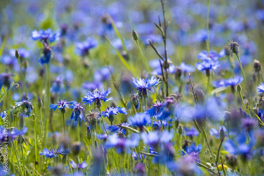 Blue corn flowers blooming in a summer field Blue corn flowers blooming in a summer field