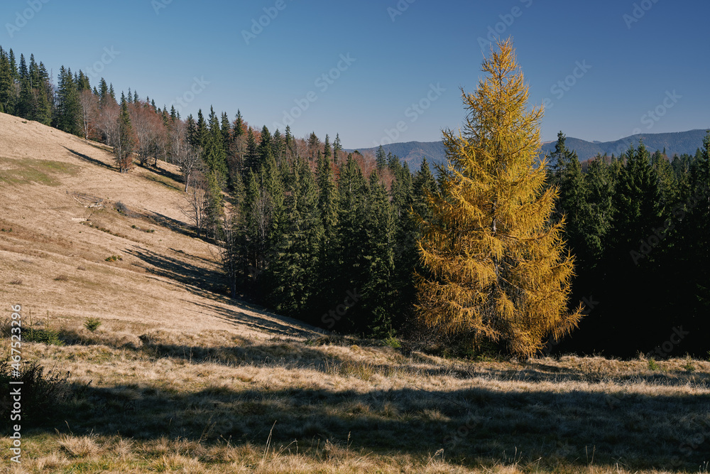 Yellow larch. Ukrainian Carpathian mountains. Autumn in the mountains. Kukul ridge.