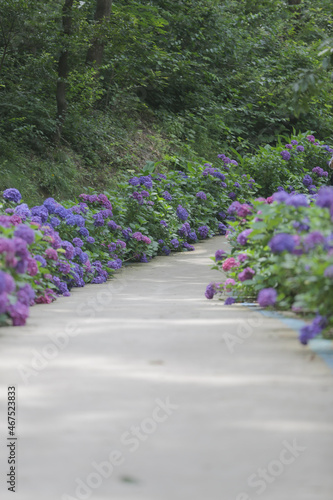 Wallpaper Mural 수국로드 Torontodigital.ca