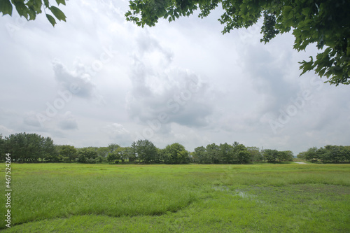 Wallpaper Mural 잔디밭 Torontodigital.ca