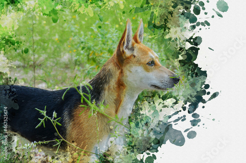 Portrait of a mixed breed dog among green grasses. Pet tricolor coat color. photo