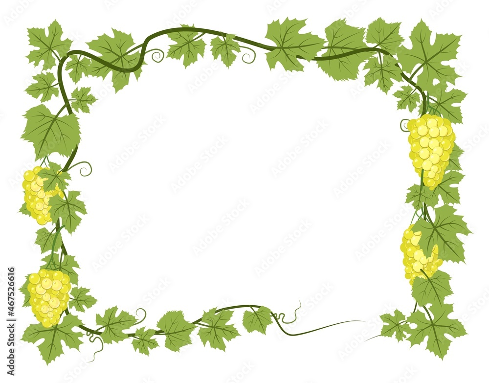 Rectangular Frame. Vine with foliage and bunches of grapes. Viticulture and farming. Branches with berries on a dense bush. Young vineyard. Sweet autumn harvest. Isolated on white background. Vector. Rectangular Frame. Vine with foliage and bunches of grapes. Viticulture and farming. Branches with berries on a dense bush. Young vineyard. Sweet autumn harvest. Isolated on white background. Vector.