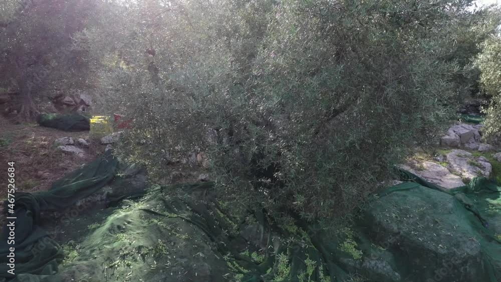 Raccolta manuale delle olive, tipica tradizione italiana.
Le olive raccolte con le reti pronte per il frantoio Raccolta manuale delle olive, tipica tradizione italiana.
Le olive raccolte con le reti pronte per il frantoio