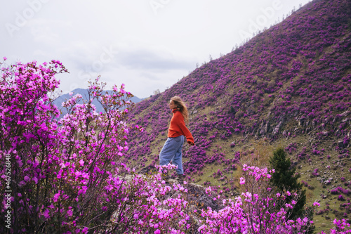 Woman travelling in Altai mountains walking among beautiful pink Rhododendron flowers. Spring mountain landscape