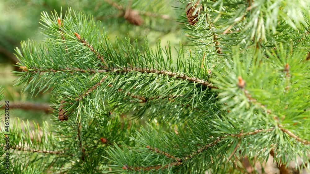 pine branch close-up in the forest pine branch close-up in the forest
