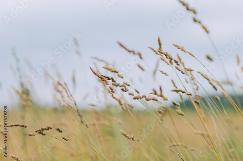 Fototapeta Naklejka Na Ścianę i Meble -  Close up of beige grass stems fluttering in wind against calm pastel background