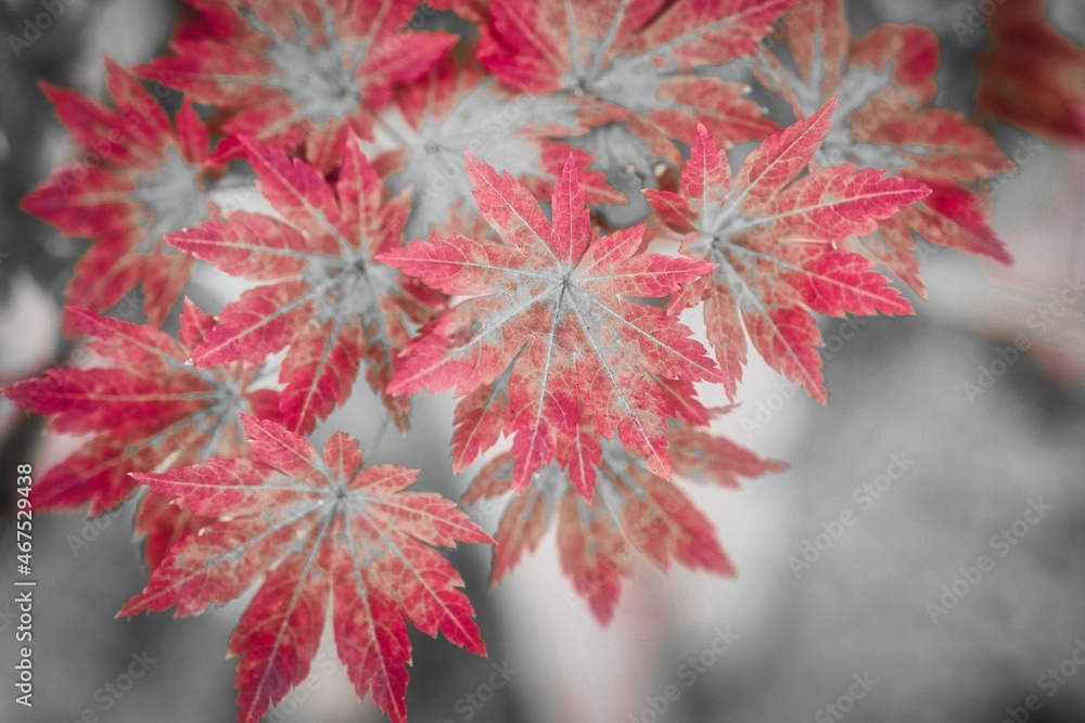 紅葉の葉