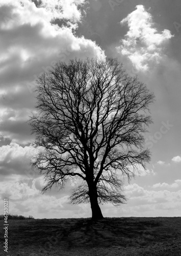 Chêne solitaire à Villereversure, Ain, France