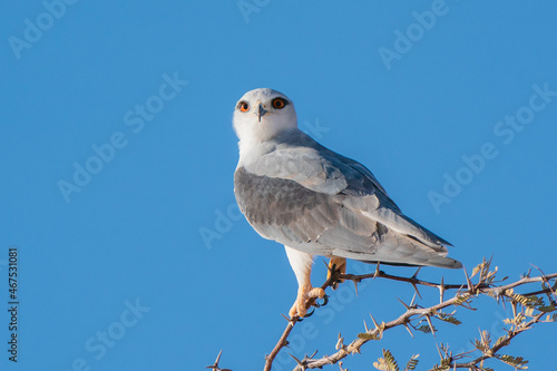 Black-shouldered Kite