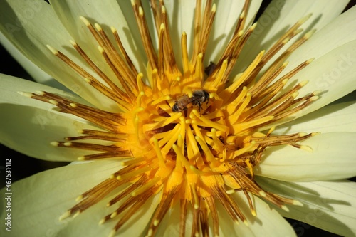 close up of a yellow water lily flower and a visitor bee.