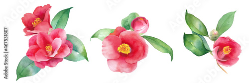 赤い椿の水彩イラスト。装飾用。クリップアート3種セット。ヤブツバキ。（ベクターデータ。葉と花の組み合わせ変更可能） photo