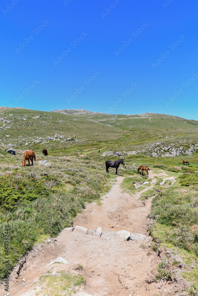 Obraz premium Horses in freedom in the region of the Coscione plateau in Corsica.