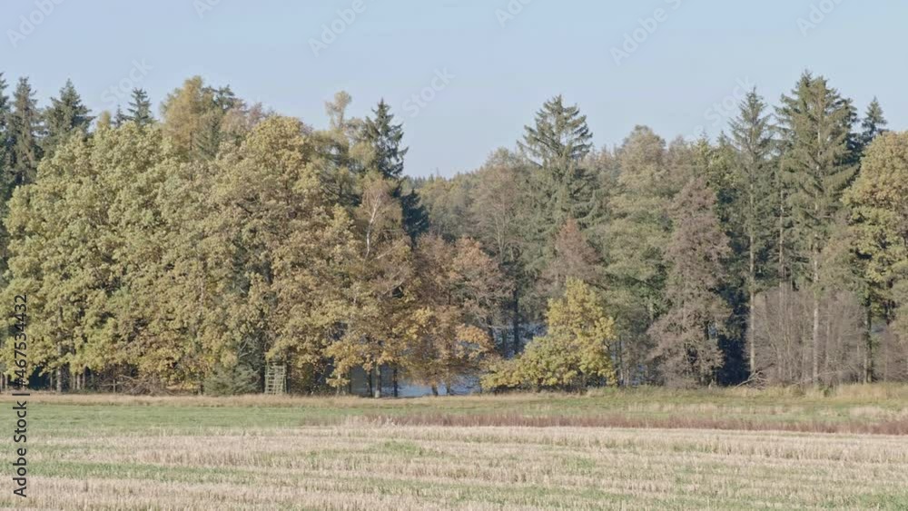 Scenic landscape with a wide green grassy meadow and deciduous trees at the horizon Scenic landscape with a wide green grassy meadow and deciduous trees at the horizon