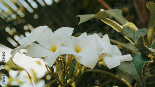 photo of artistic white plumeria in the garden