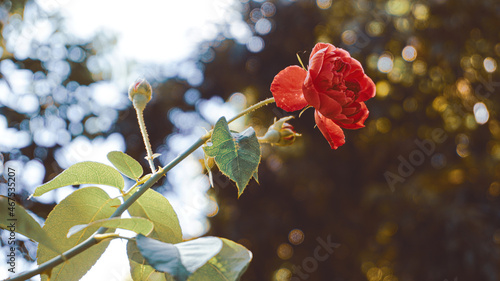 photo of artistic red rose in the garden