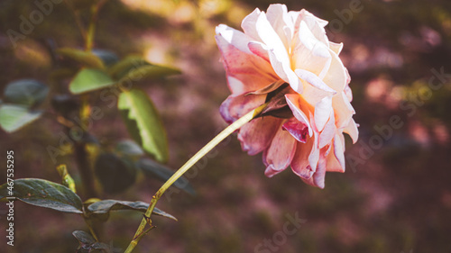 photo of artistic sweet rose in the garden