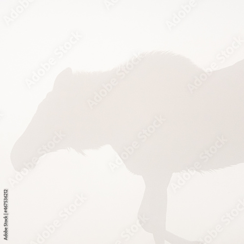 Fototapeta Naklejka Na Ścianę i Meble -  kontur młodego łosia w białej mgle