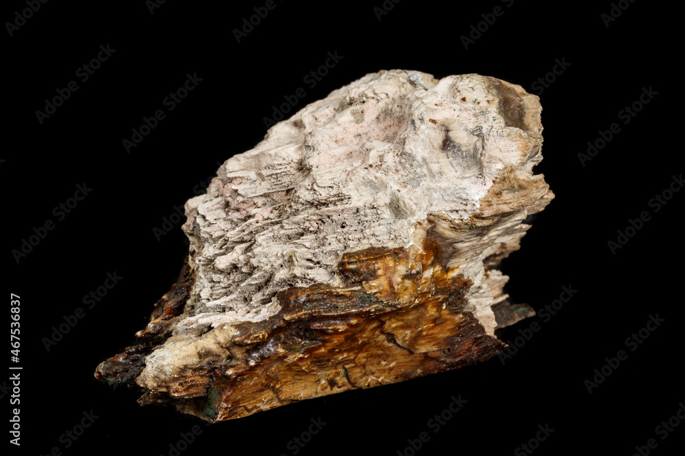 Fototapeta premium Macro stone mineral petrified wood on a black background