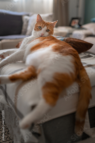brown and white cat with yellow eyes lying on a sofa, looks at the camera. vertical composition