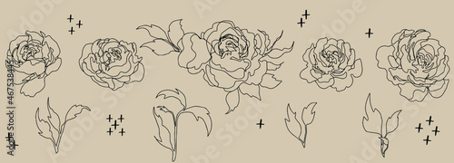 vector set of  flowers branches and leaves. Isolated botanical set. botanical floristic set contour flowers roses open buds . isolated minimalistic  flowers