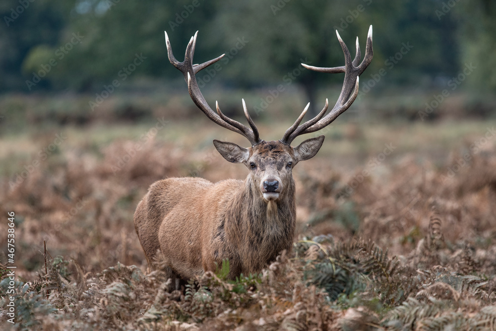 Impressive antlers Impressive antlers
