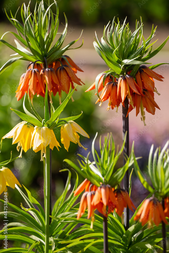 Fototapeta premium Fritillaria imperialis