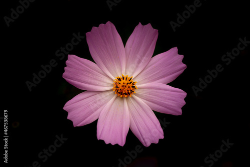 Cosmos is a genus  with the same common name of cosmos  consisting of flowering plants in the sunflower family.