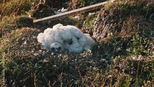 Scary babies of hobby falcon sleeping in the nest. diversification of Yamal peninsula nature. photo