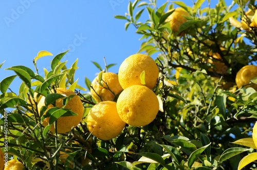 陽ざしを浴びて黄色く実る　ユズの実　柑橘系　秋