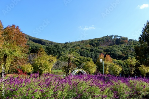 爽やかな紫色の花 秋のハーブ 山 風景