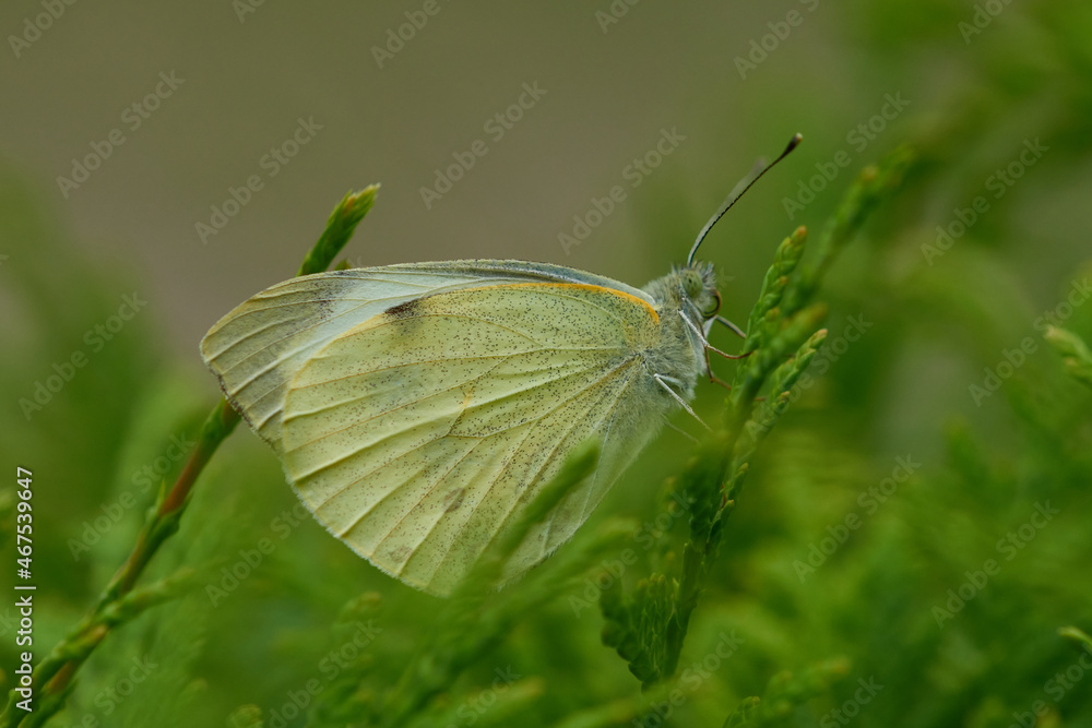 Großer Kohlweißling (Pieris brassicae) Großer Kohlweißling (Pieris brassicae)