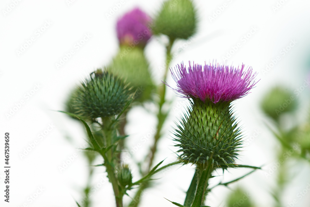 Gewöhnliche Kratzdistel (Cirsium vulgare) Gewöhnliche Kratzdistel (Cirsium vulgare)