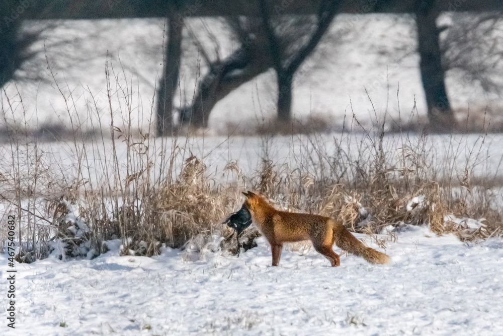 Dzika natura w Polsce, dzikie zwierzęta w naturalnym pejzażu
