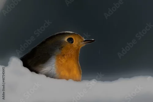 Fototapeta na wymiar Dzika natura w Polsce, dzikie zwierzęta w naturalnym pejzażu