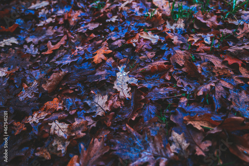 autumn leaves fallen to the ground in the forest 