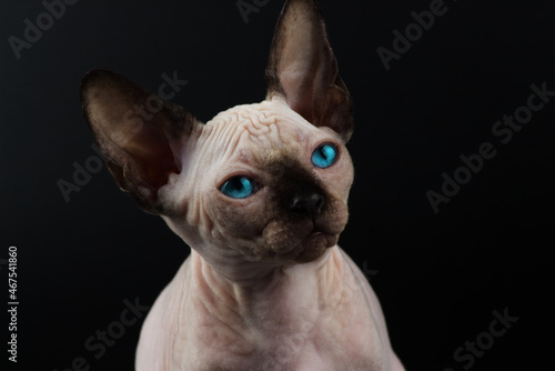 Blue eyed Hairless Canadian Sphynx Cat/kitten portrait on isolated black background