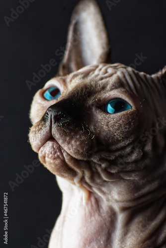 Blue eyed Hairless Canadian Sphynx Cat/kitten portrait on isolated black background
