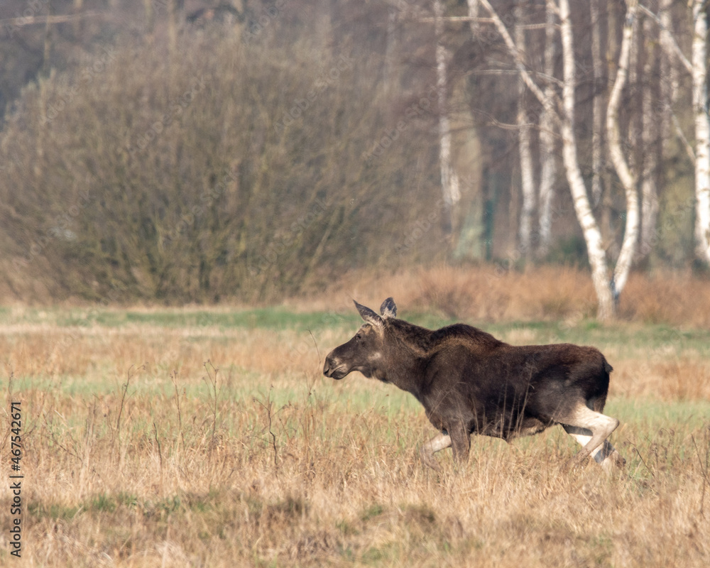 Dzika natura w Polsce, dzikie zwierzęta w naturalnym pejzażu