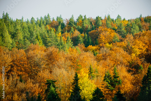 Bright colors of the autumn forest, autumn in the mountains © Irina