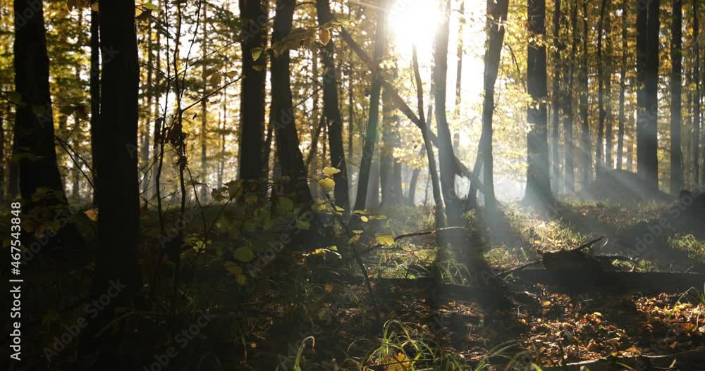 Autumn blurred deciduous forest at dawn. Mystical atmosphere. Autumn blurred deciduous forest at dawn. Mystical atmosphere.