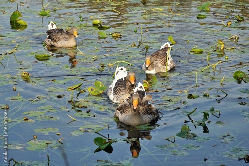 View of goose with lutus flowers on Sapanca Lake in Sakarya, Turkey. photo